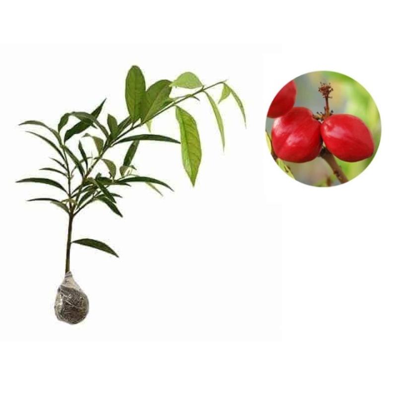 Promo ZPLANT Bibit Pohon Mahkota De   wa di Seller Zplant Official Store