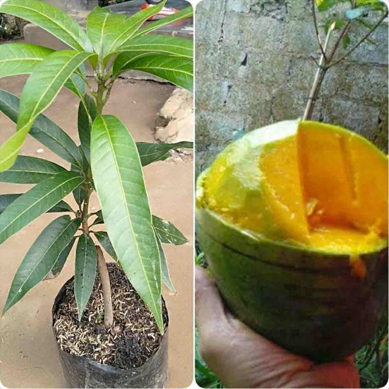 Jual Mandiri Bunga/Bibit Mangga Kelapa Online April 2021 ...