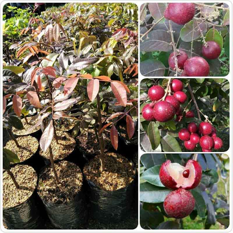 Grafted Red Ruby Longan Fruit Tree Seeds Ship By DHL Express Free Phytosanitary