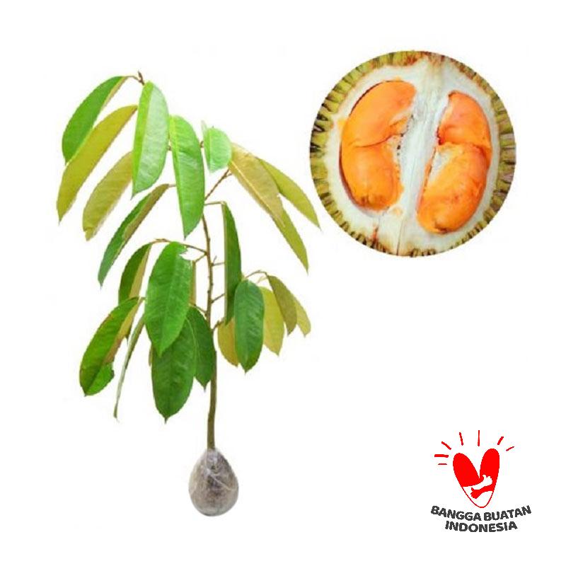 Jual Kebun Bibit Durian Simas Tanaman Buah [60 cm] Online 