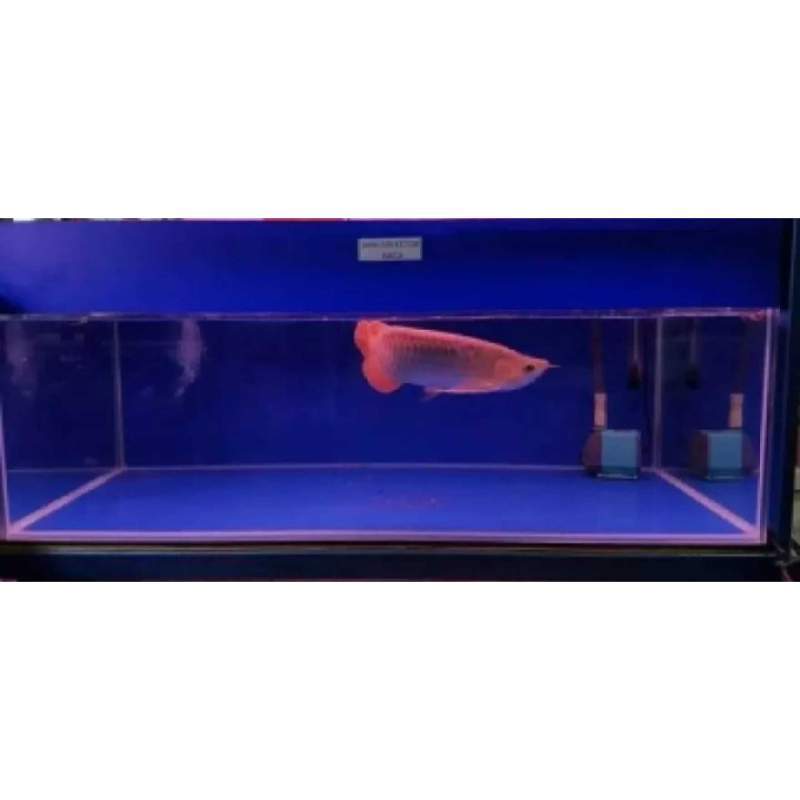 434 Background Hitam Untuk Aquarium Images & Pictures My