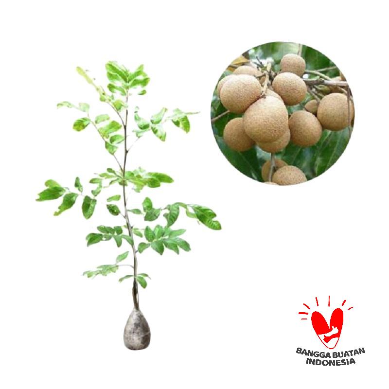 jual kebun bibit kelengkeng chrystal tanaman buah 30cm jual kebun bibit kelengkeng chrystal tanaman buah 30cm