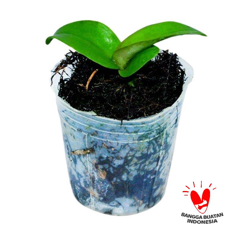 jual kebun bibit seedling anggrek cattleya bibit tanaman jual kebun bibit seedling anggrek cattleya bibit tanaman