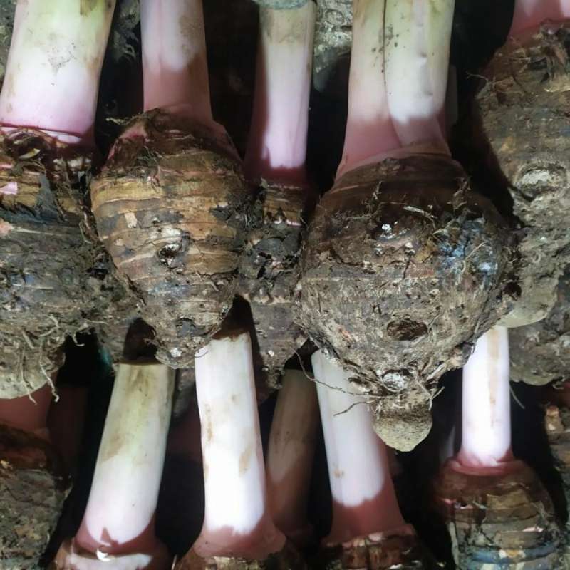 Jual TALAS SATUAN / TALEUS SATUAN / TALAS BOGOR / UBI TALAS 1kg di