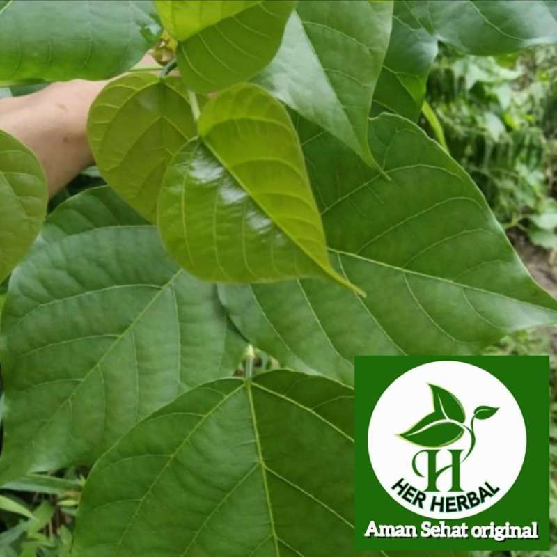 Daun Cangkring Lengkap Harga Terbaru Juni 2024 | Blibli