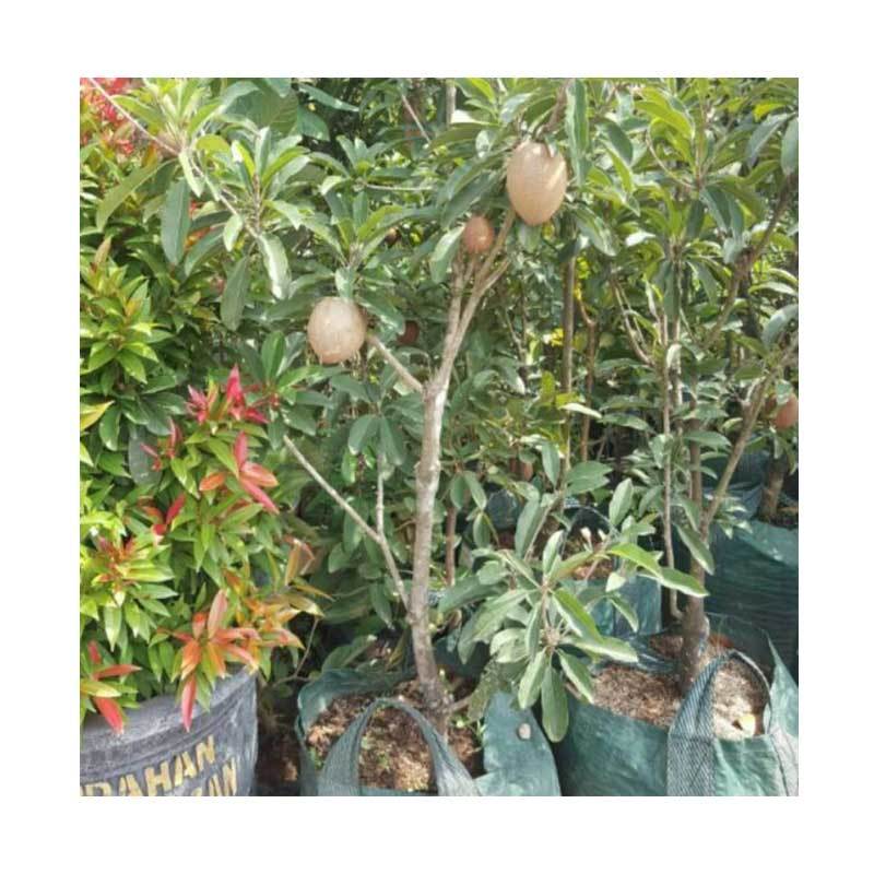 jual bibit tanaman murah srikaya jumbo australia tanaman jual bibit tanaman murah srikaya jumbo australia tanaman