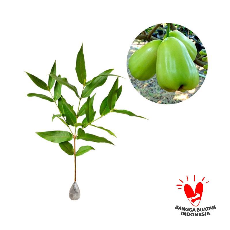 jual kebun bibit jambu air green tanaman buah 60 cm jual kebun bibit jambu air green tanaman buah 60 cm