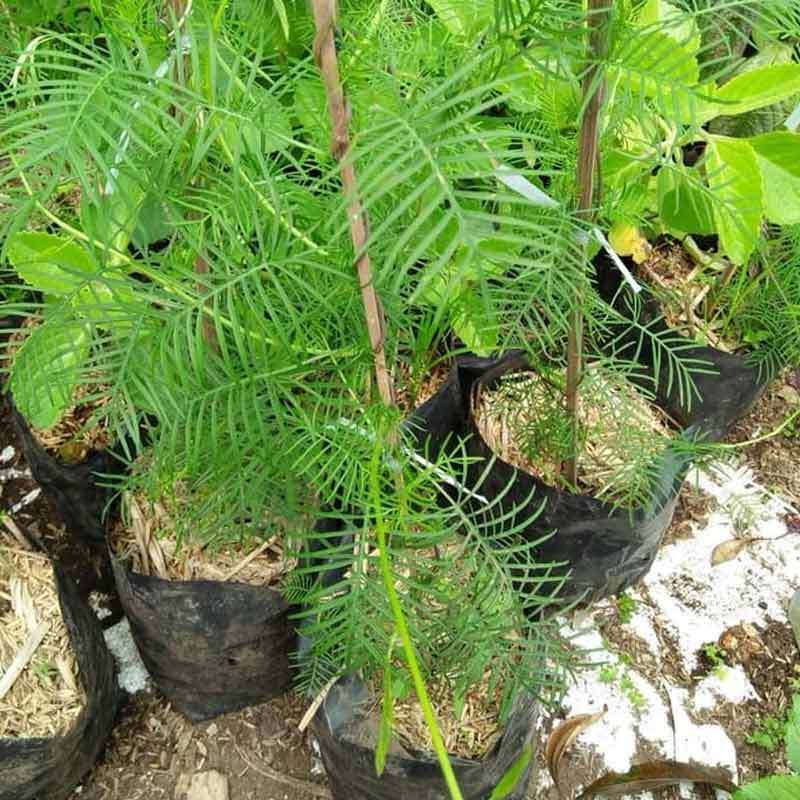 Jual Bibit Tanaman Rincik Bumi Pohon Songgo Langit Daun Herbal di Seller Zplant - Sukamantri