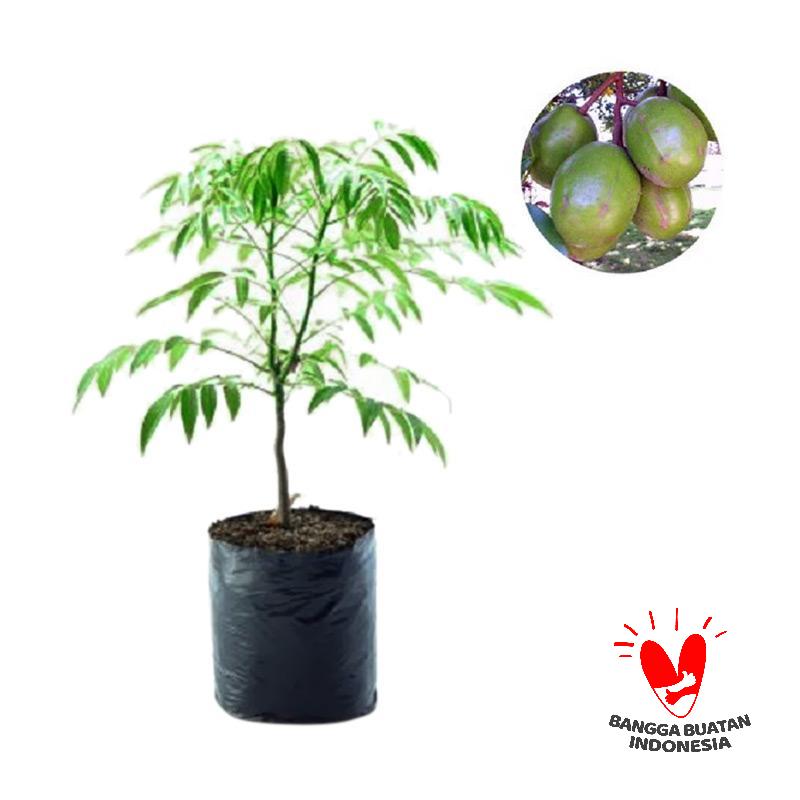jual kedondong bangkok harga kualitas terjamin blibli jual kedondong bangkok harga kualitas terjamin blibli