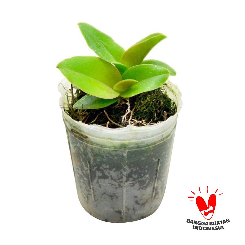jual kebun bibit seedling anggrek dendrobium bibit tanaman jual kebun bibit seedling anggrek dendrobium bibit tanaman