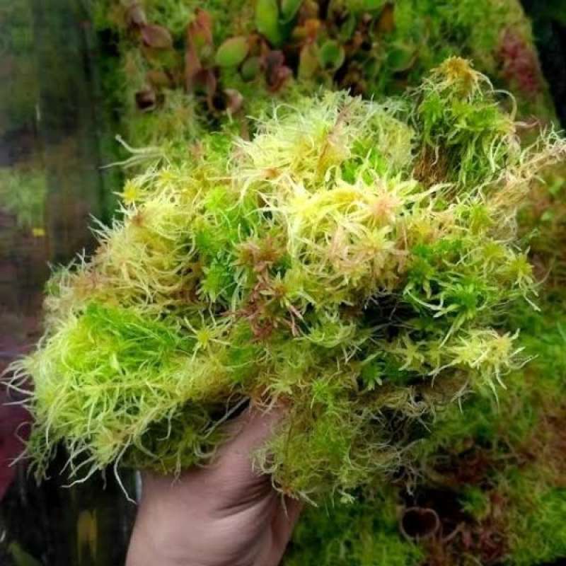 Jual live sphagnum Moss Lumut Hidup | Plants Topping di Seller ...
