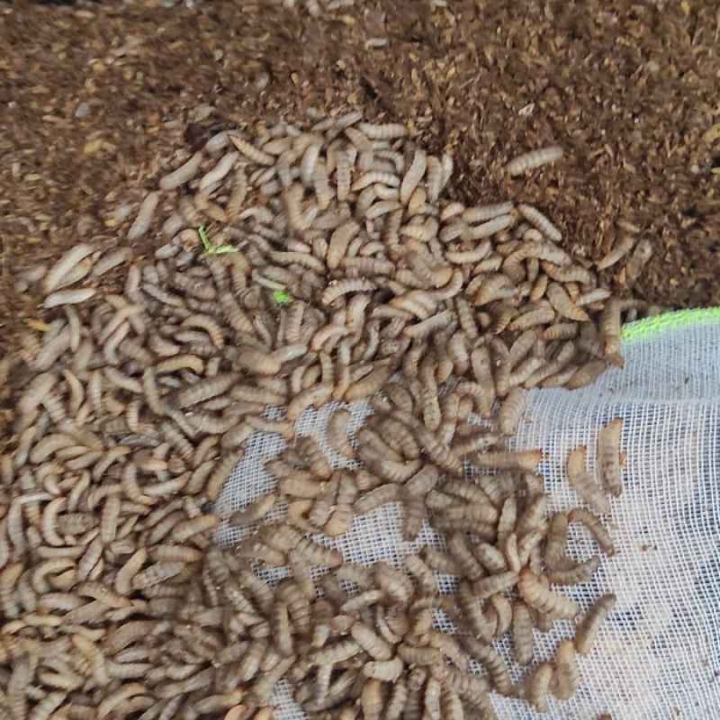 Jual Paket budidaya 20 kg maggot: baby maggot, ampas tahu , kantong ...