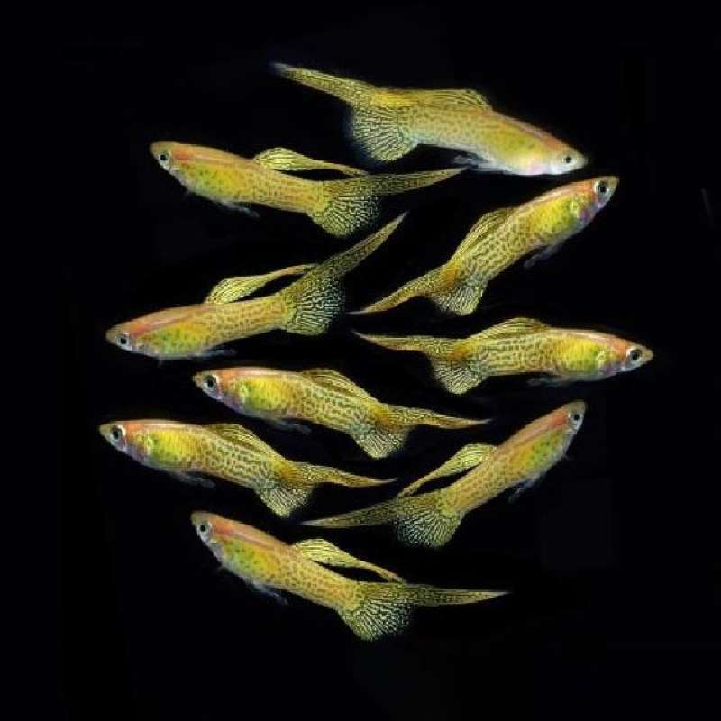 Jual Guppy Blonde Yellow Lace Top Sword / Ikan Hias Air Tawar di Seller