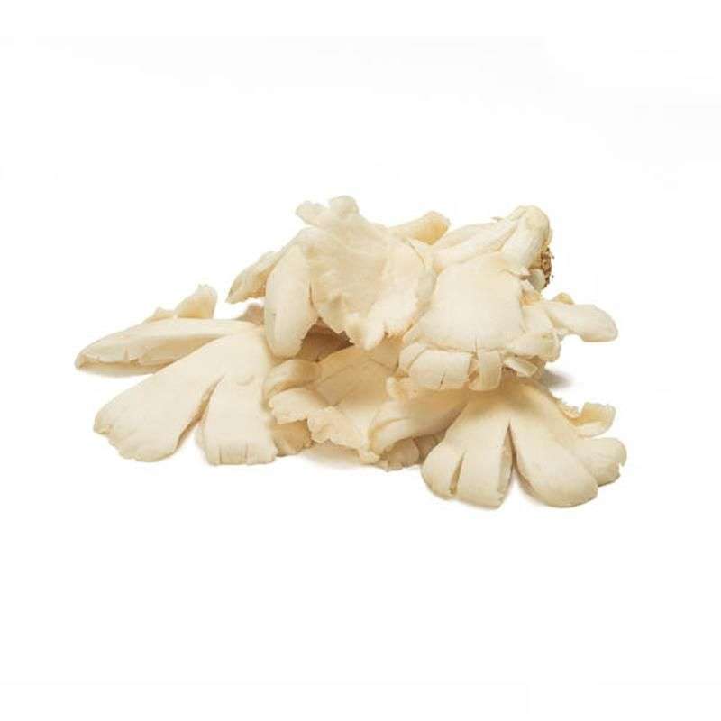 Jual PEDAGANG SAYUR Jamur Tiram [250g] di Seller PEDAGANG SAYUR