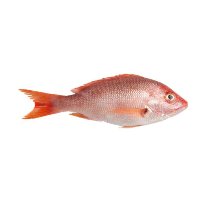 Jual SAMUDERA 33 S33 Ikan Kakap Merah Kecil Fresh [1 Kg ...