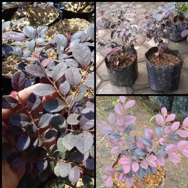 Bonsai Serut Merah Mame - Atasan Wanita Original Murah Terbaru