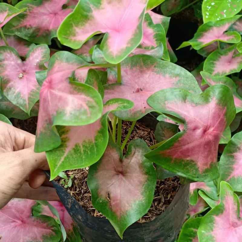 Harga Bunga Keladi Mini Tips dan Trik Pertanian