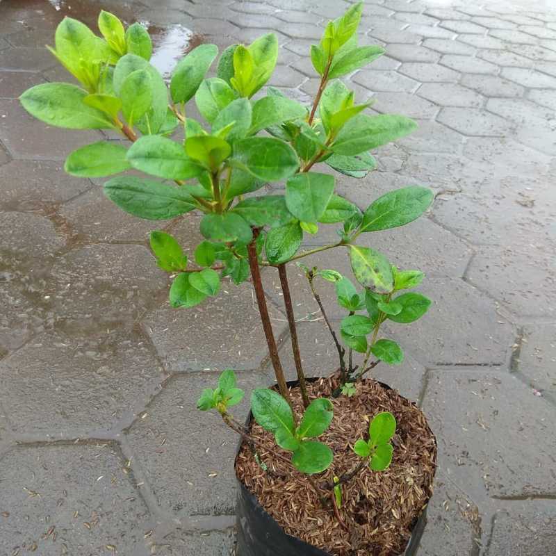 Jual Bubga Azalea Harga Termurah Dan Terlengkap 2024 | Blibli