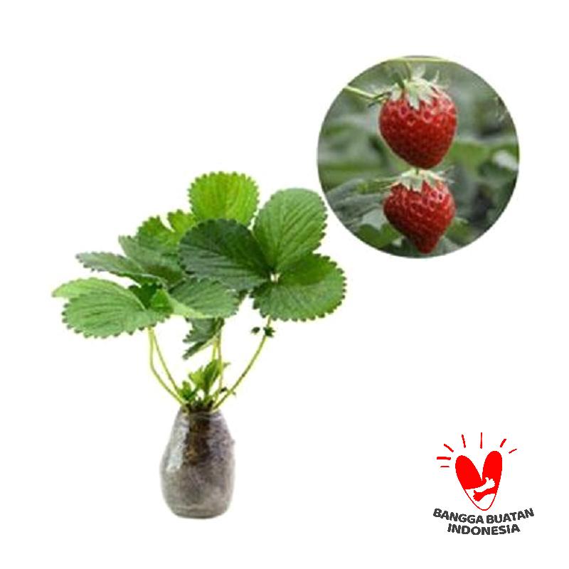 jual kebun bibit strawberry california bibit tanaman jual kebun bibit strawberry california bibit tanaman