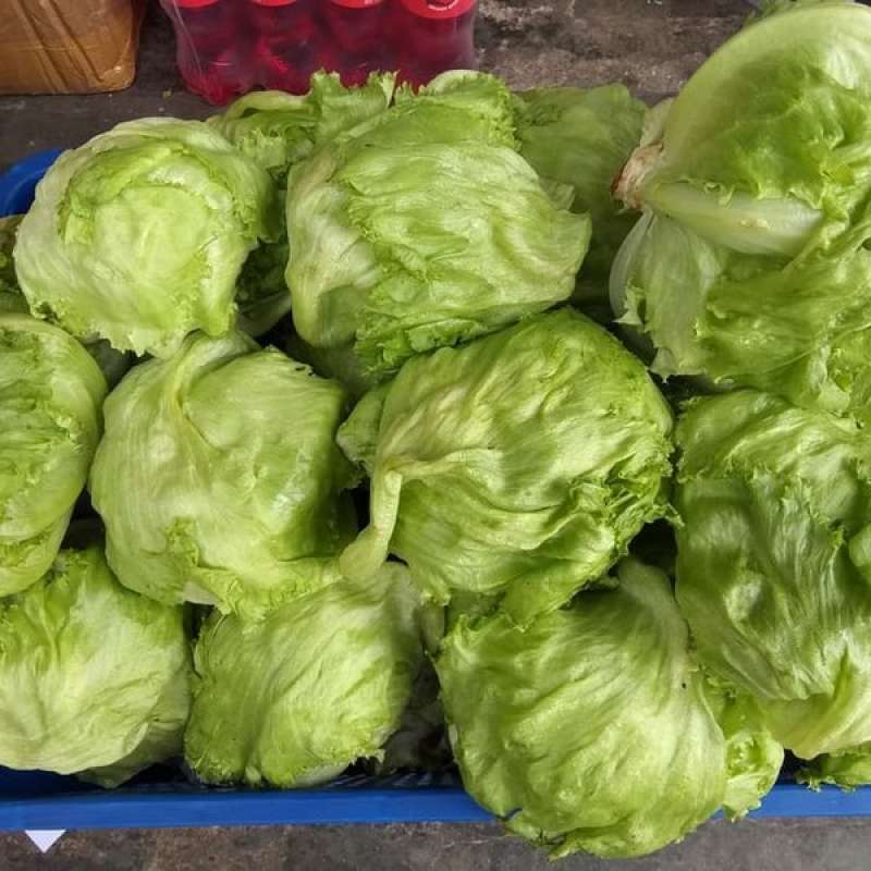 Jual LEKTUS / LETTUCE PER 1/2 KG di Seller Yusapharma Kota Jakarta