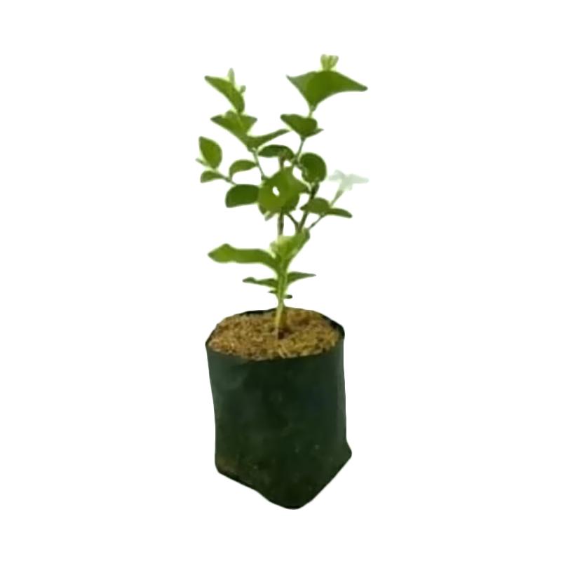 32+ Gambar Tanaman Bunga Melati Paling Dicari - Informasi Seputar ...