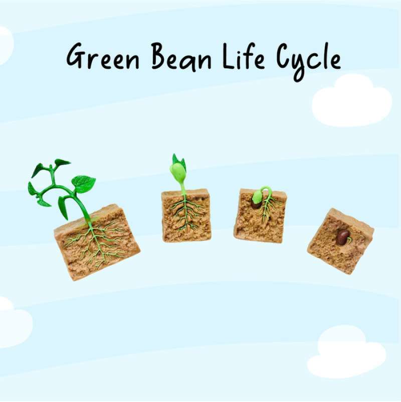 Jual Daur Hidup Kacang Hijau Green Bean Life Cycle Belajar Tanaman