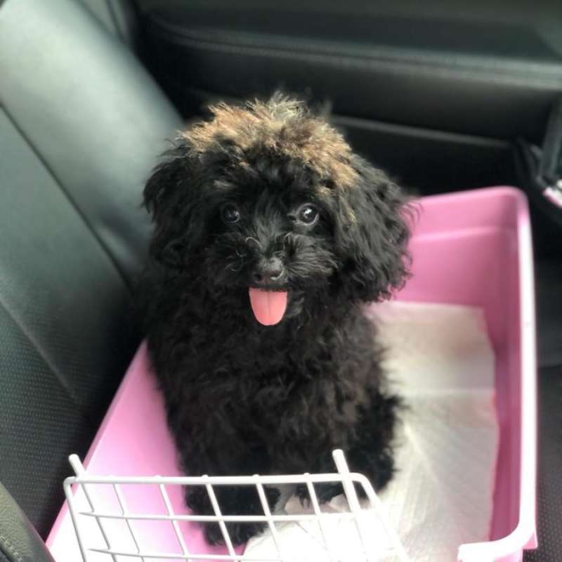 Promo teacup poodle Female stb Diskon 23 di Seller Enigma Kota