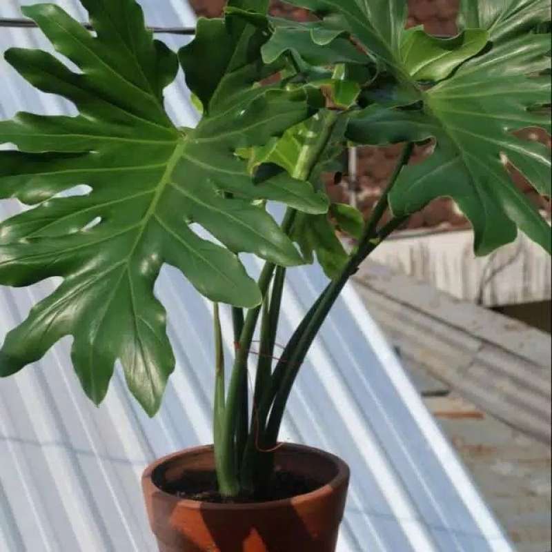 Promo Tanaman philo jari hias beserta pot cantik philodendron selloum