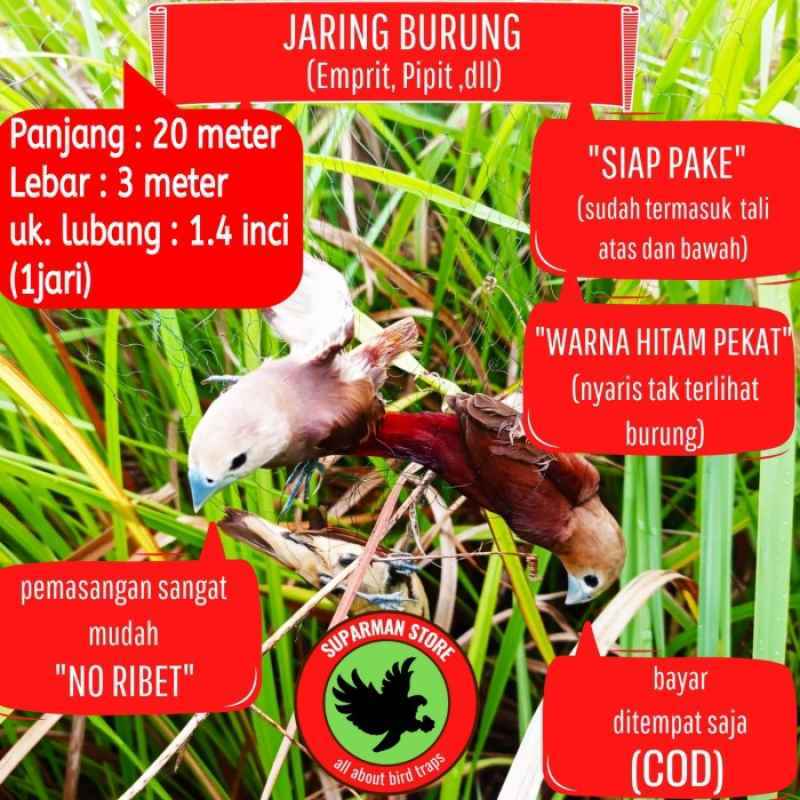 Racun Burung Emprit di Sawah: Mengenal Bahaya dan Cara Pengendalian