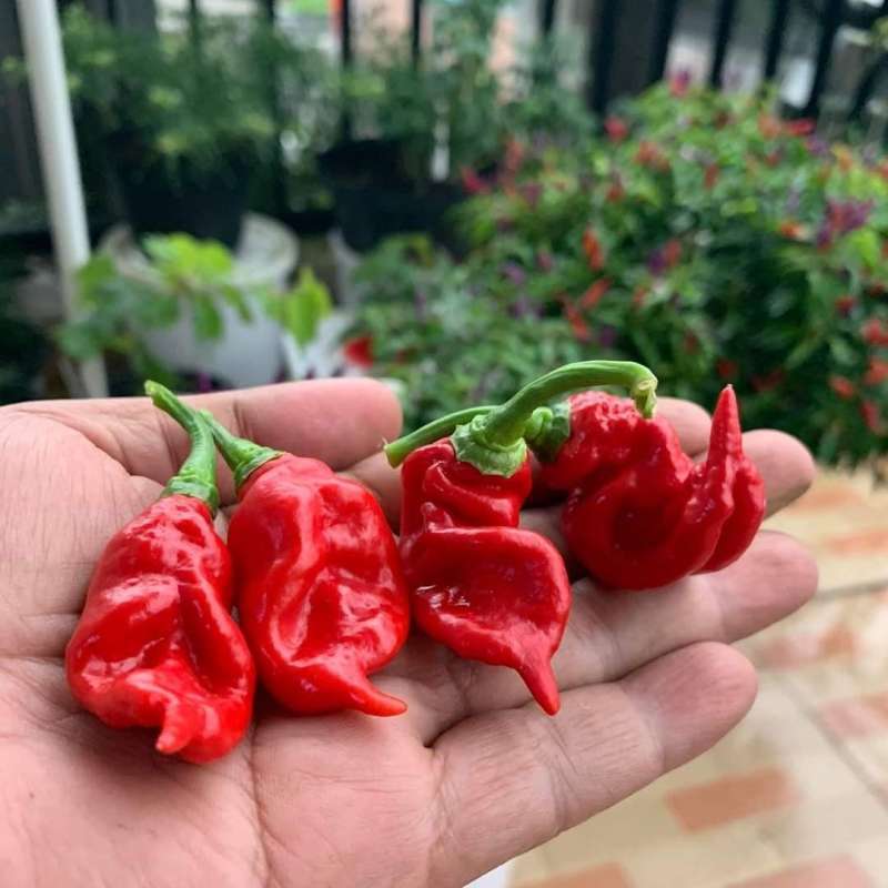 Jual Jual Benih Cabe Impor Jenis Trinidad X Strain di Seller Kayara