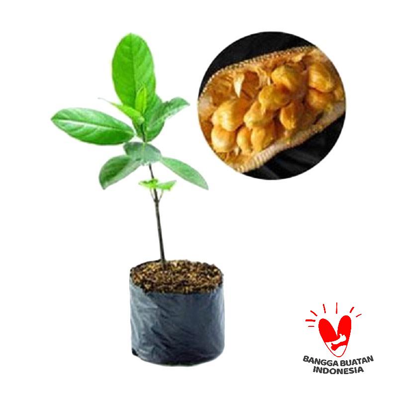 Jual Nangkadak Online  Harga \u0026 Kualitas Terjamin  Blibli.com