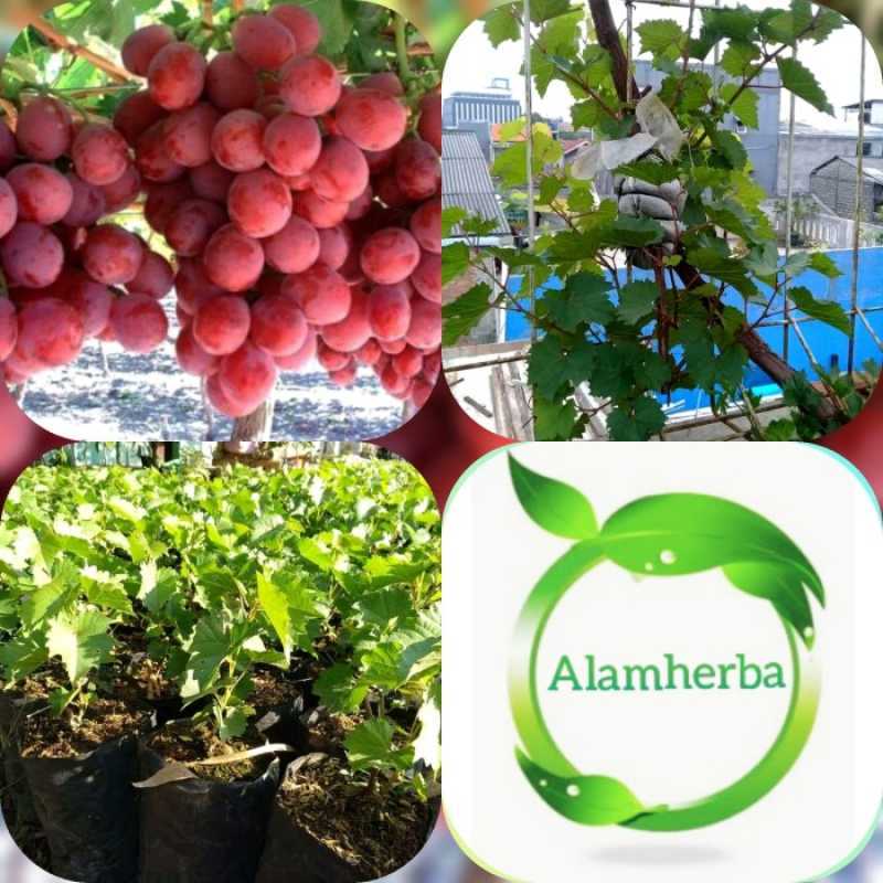 af bibit buah anggur merahunguhijau