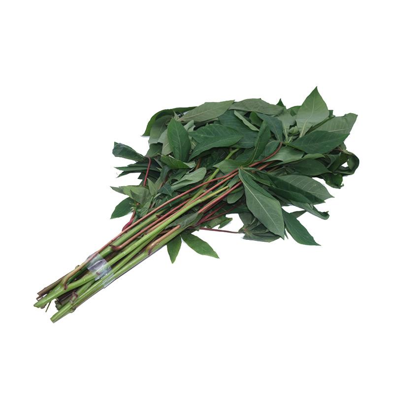 600+ Gambar Daun Singkong HD - Gambar ID