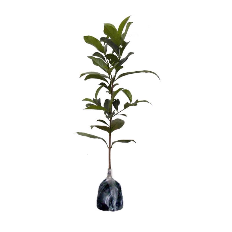 Jual bibit Pohon Daun Salam Sayur Tanaman Herbal Bumbu Jual bibit Pohon Daun Salam Sayur Tanaman Herbal Bumbu