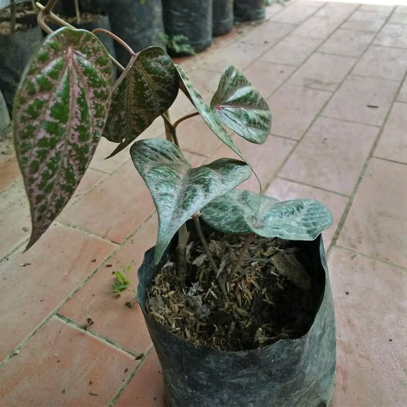 Paling Bagus 26+ Gambar Daun Sirih Merah - Sugriwa Gambar