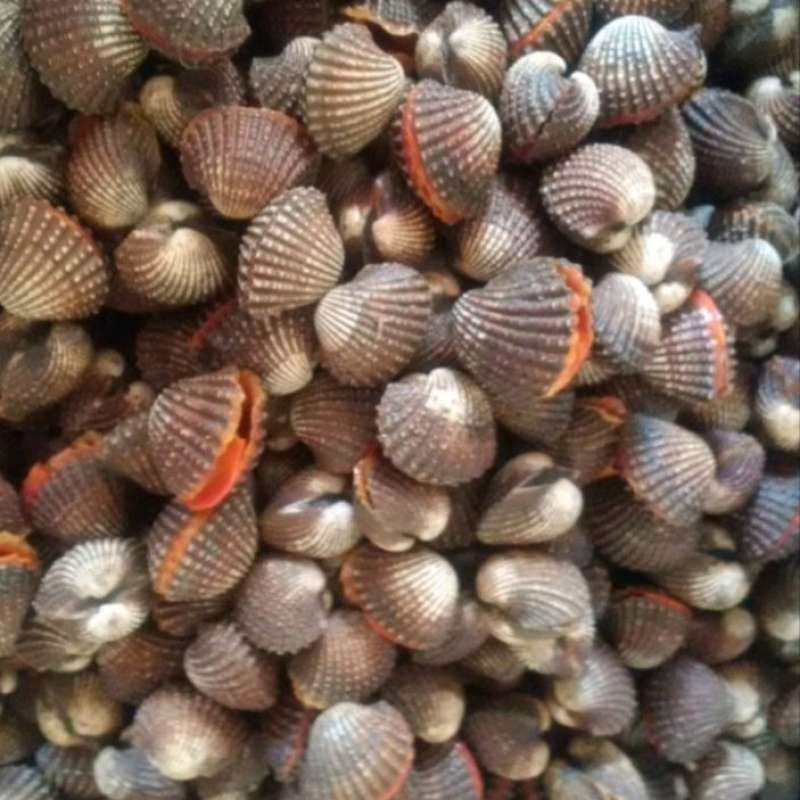 Jual Kerang Dara Kerang Darah Segar 1kg Halal di Seller Abi Maryam Shop