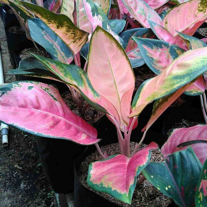 Jual godongmas Tanaman Hias Aglonema Red Kocin Super ...