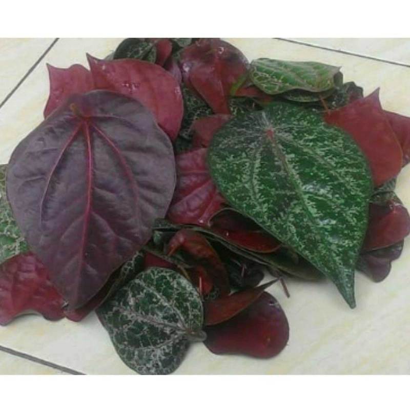 Menakjubkan 13+ Gambar Daun Sirih Merah - Richa Gambar