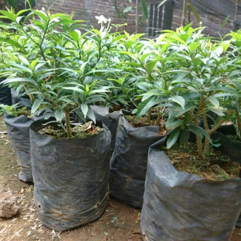 Bunga Rombusa Mini Jual Bunga Rombusa Mini Kuning/ Rombusa Mini Gold Aneka Bibit Purworejo ...