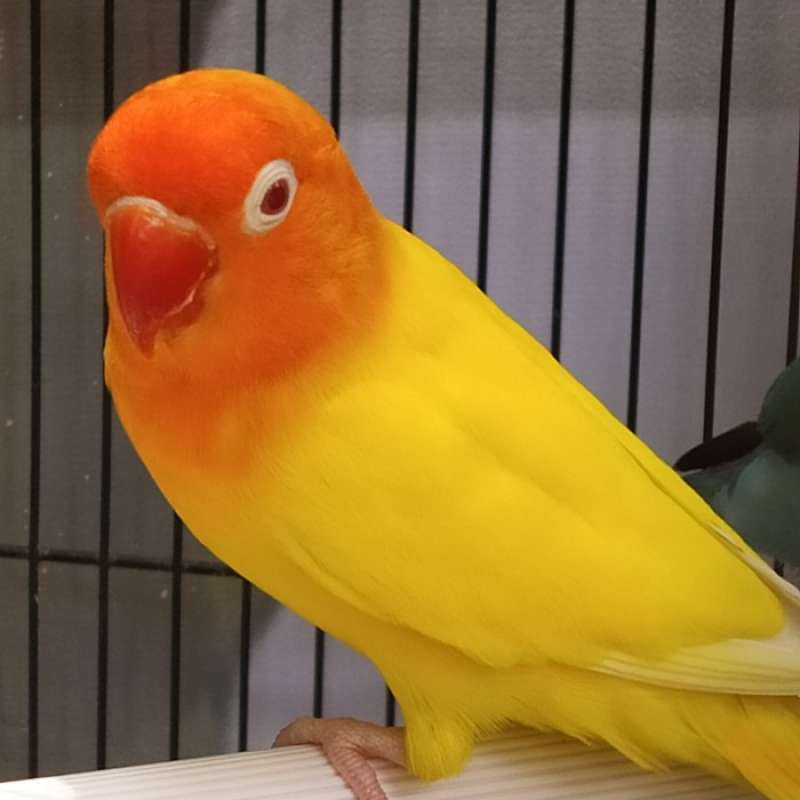 Lovebird Lutino Mata Merah