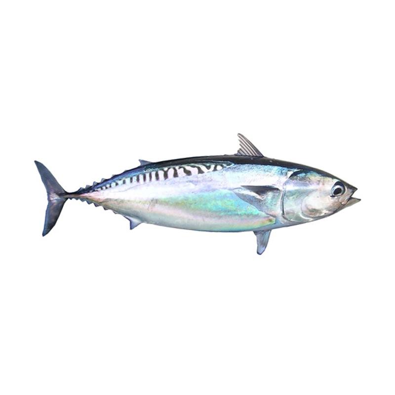 jual-samudera-33-ikan-tongkol-fresh-1-kg-halal-di-seller-samudera