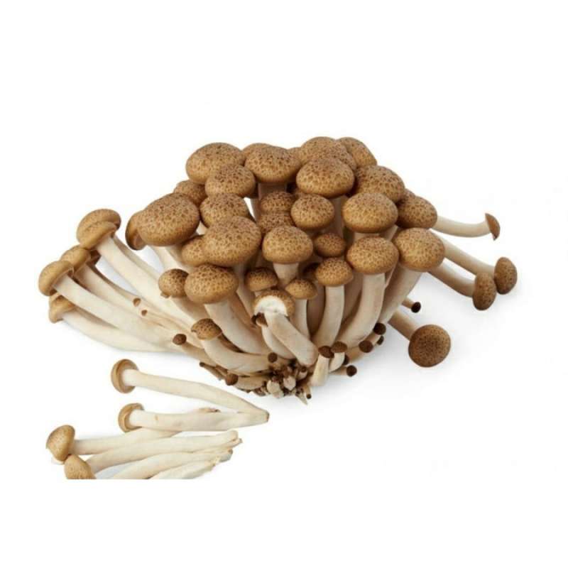 Promo Sayur Jamur Shimeji Coklat 150gr Diskon 40 Di Seller Afcbandung