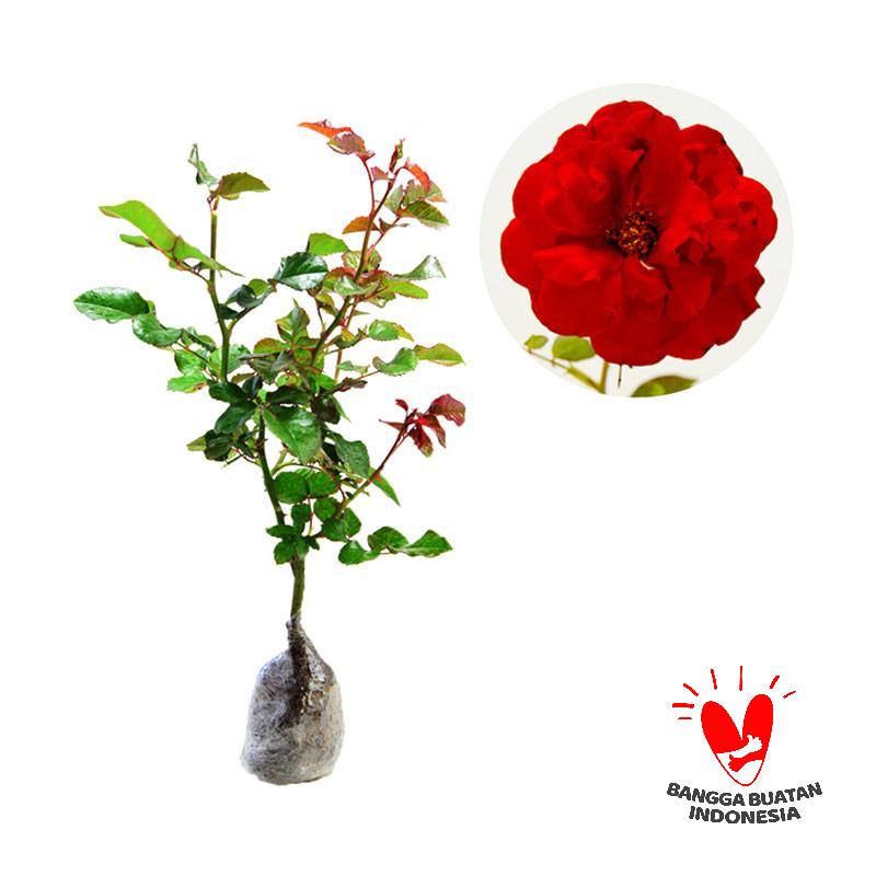Jual Kebun Bibit Tanaman Hias Mawar  Merah Online Harga 