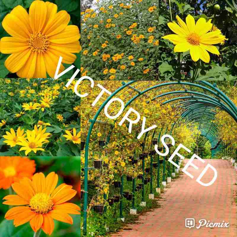 Promo VICTORY SEED biji benih bibit seed seeds mexican sunflower