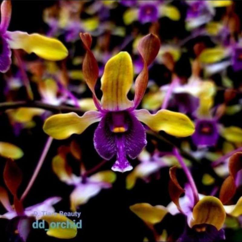 Jual Seedling Anggrek Dendrobium Tiara Beauty di Seller GH Flora