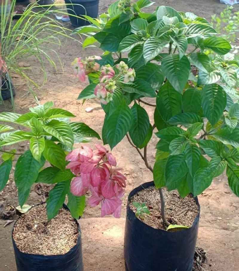 Bunga Nusa Indah : Jual Tanaman Hisa Bunga Nusa Indah Bunga Pink