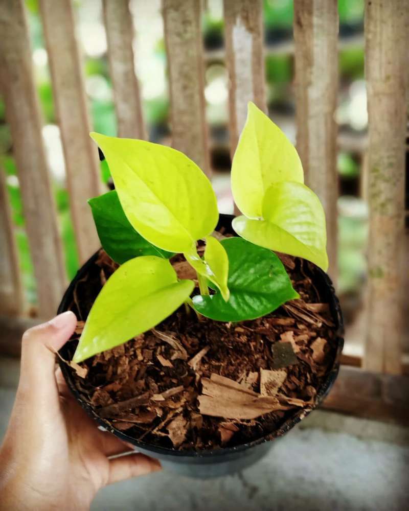 Gambar Kartun Polos Sirih : Gambar Kartun Daun Sirih Top ...