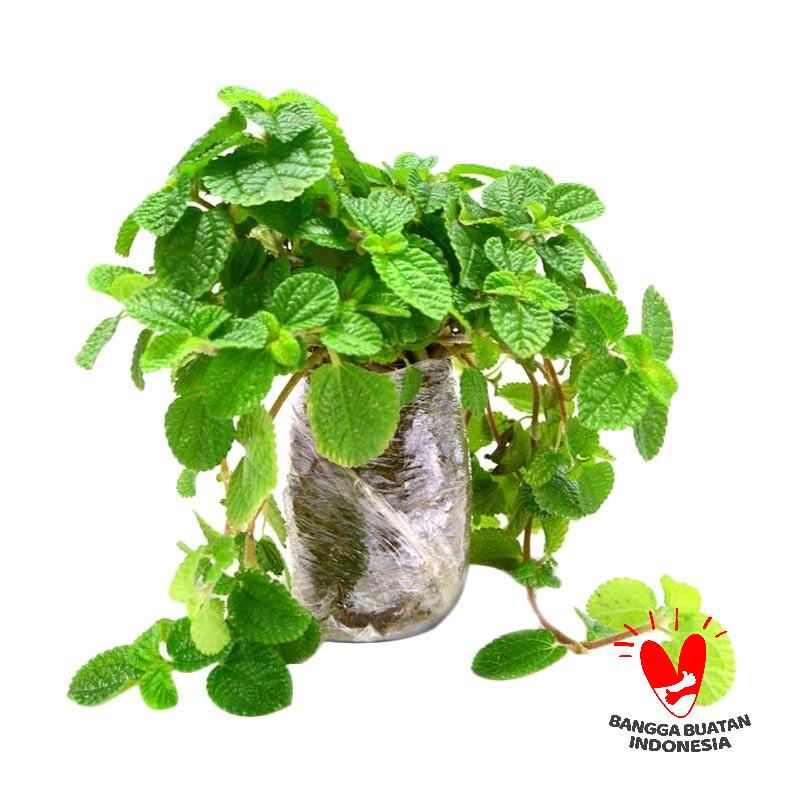jual kebun bibit tanaman gantung creeping bibit jual kebun bibit tanaman gantung creeping bibit