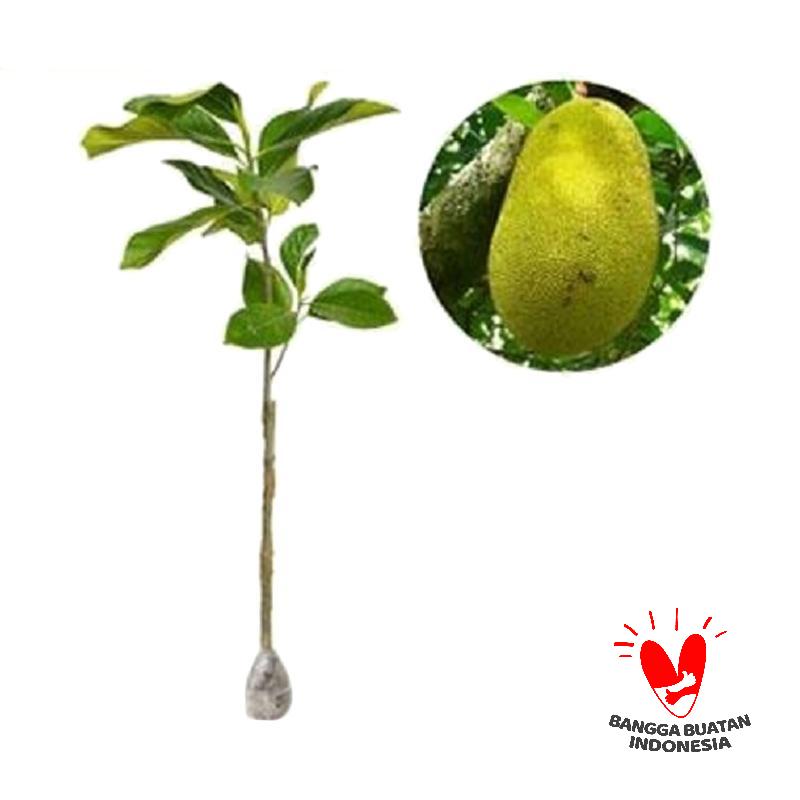 jual kebun bibit nangka merah bibit tanaman 40 cm harga kualitas terjamin blibli jual kebun bibit nangka merah bibit tanaman 40 cm harga kualitas terjamin blibli