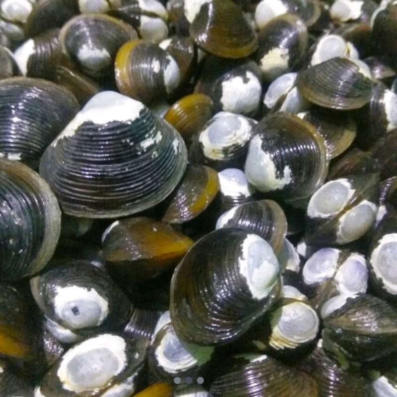 Jual kerang remis air tawar 200 gram di Seller Faiz Alfarizi shop